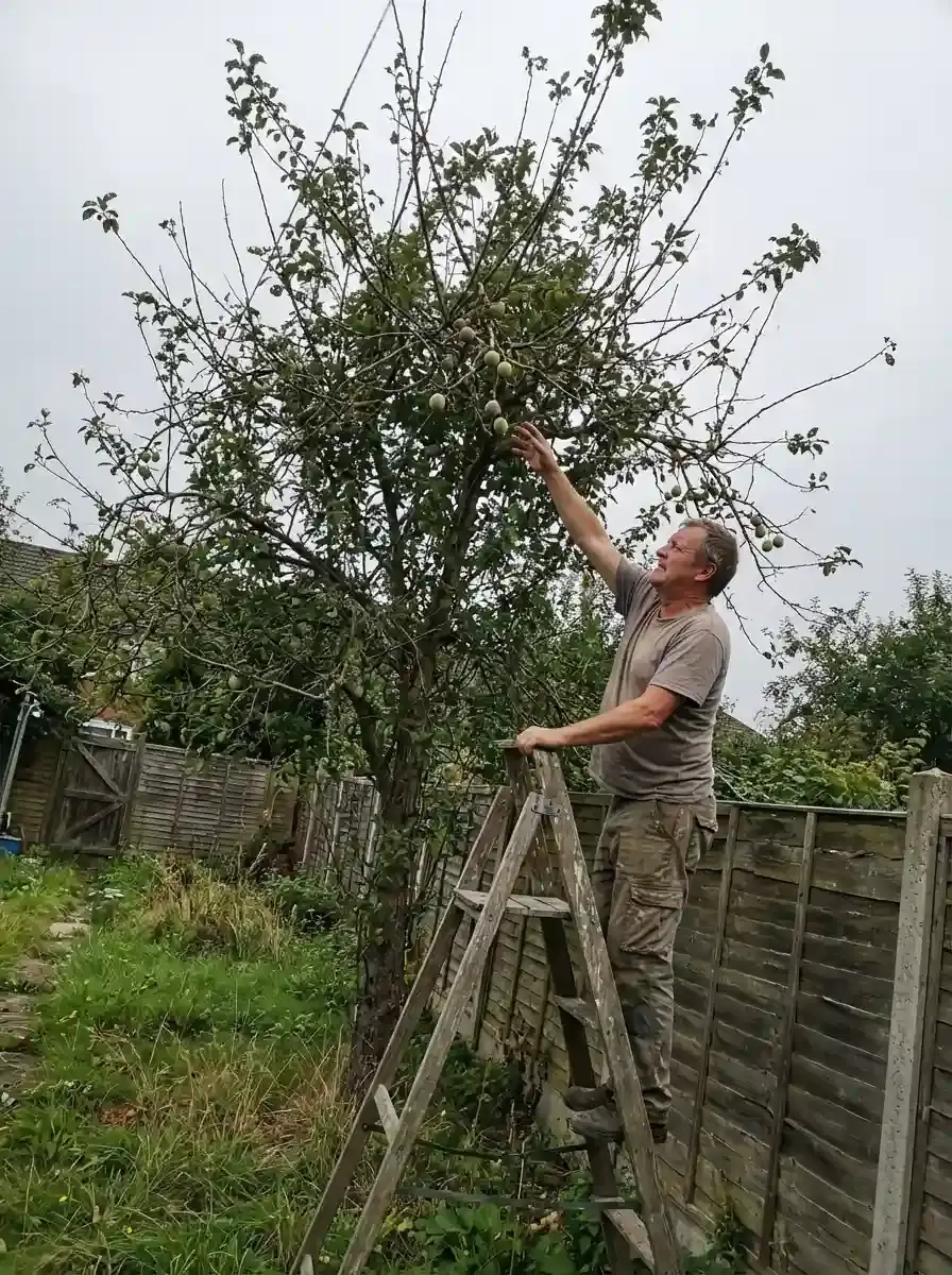 Проблеми зі звичайними сливами